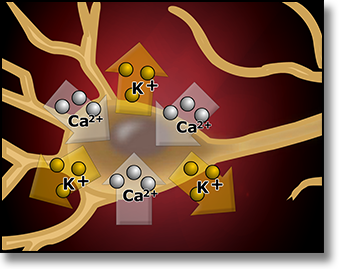 ionic fluxes