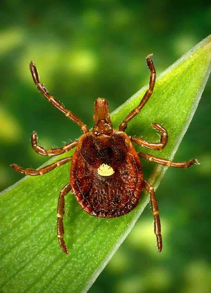 Lone Star Tick