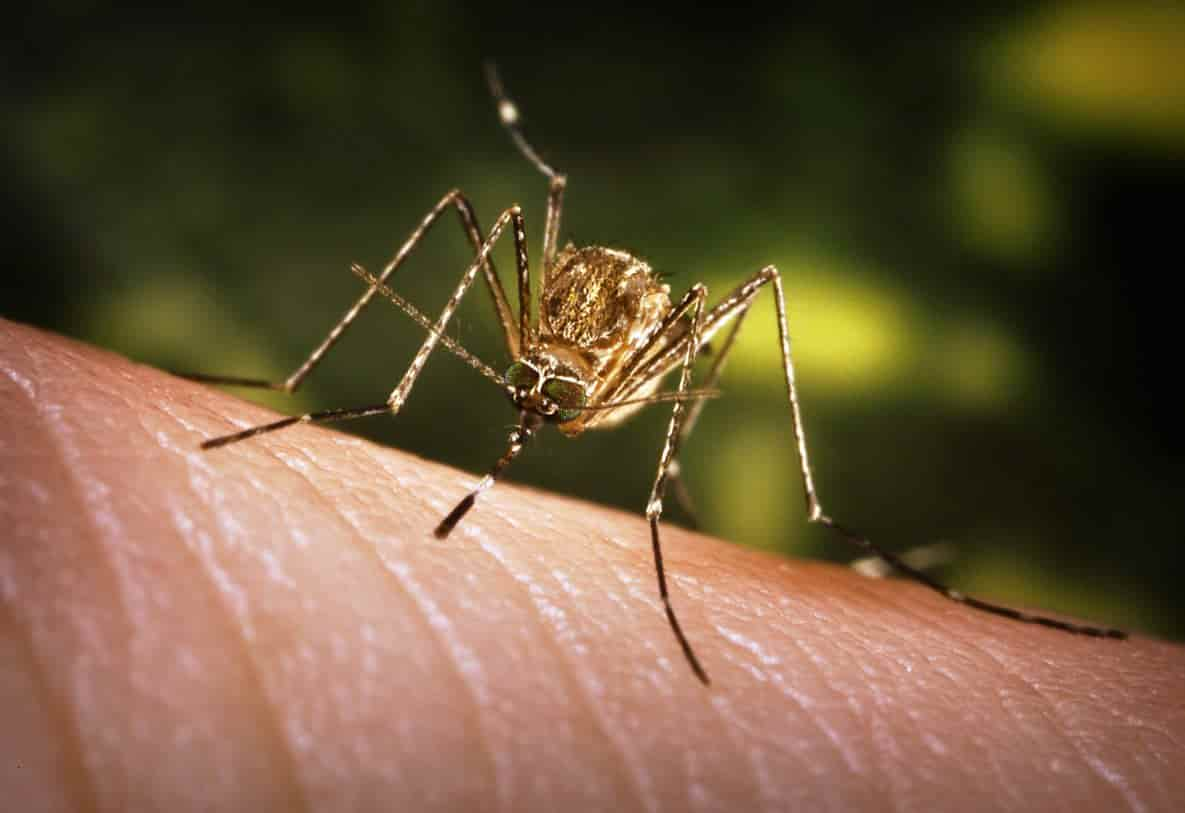 Culex tarsalis adult female mosquito.