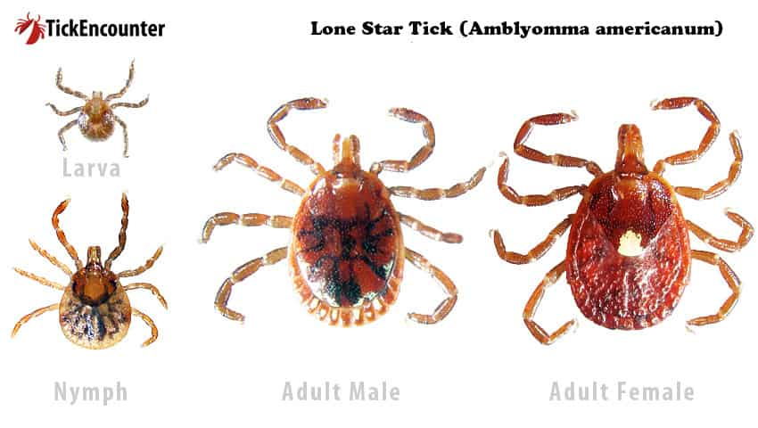 Tick Family - Lone Star Tick