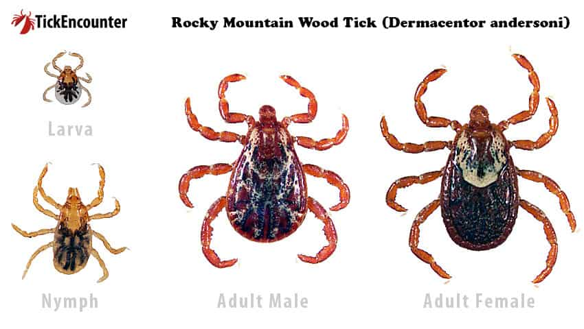 Tick Family - Brown Dog Tick