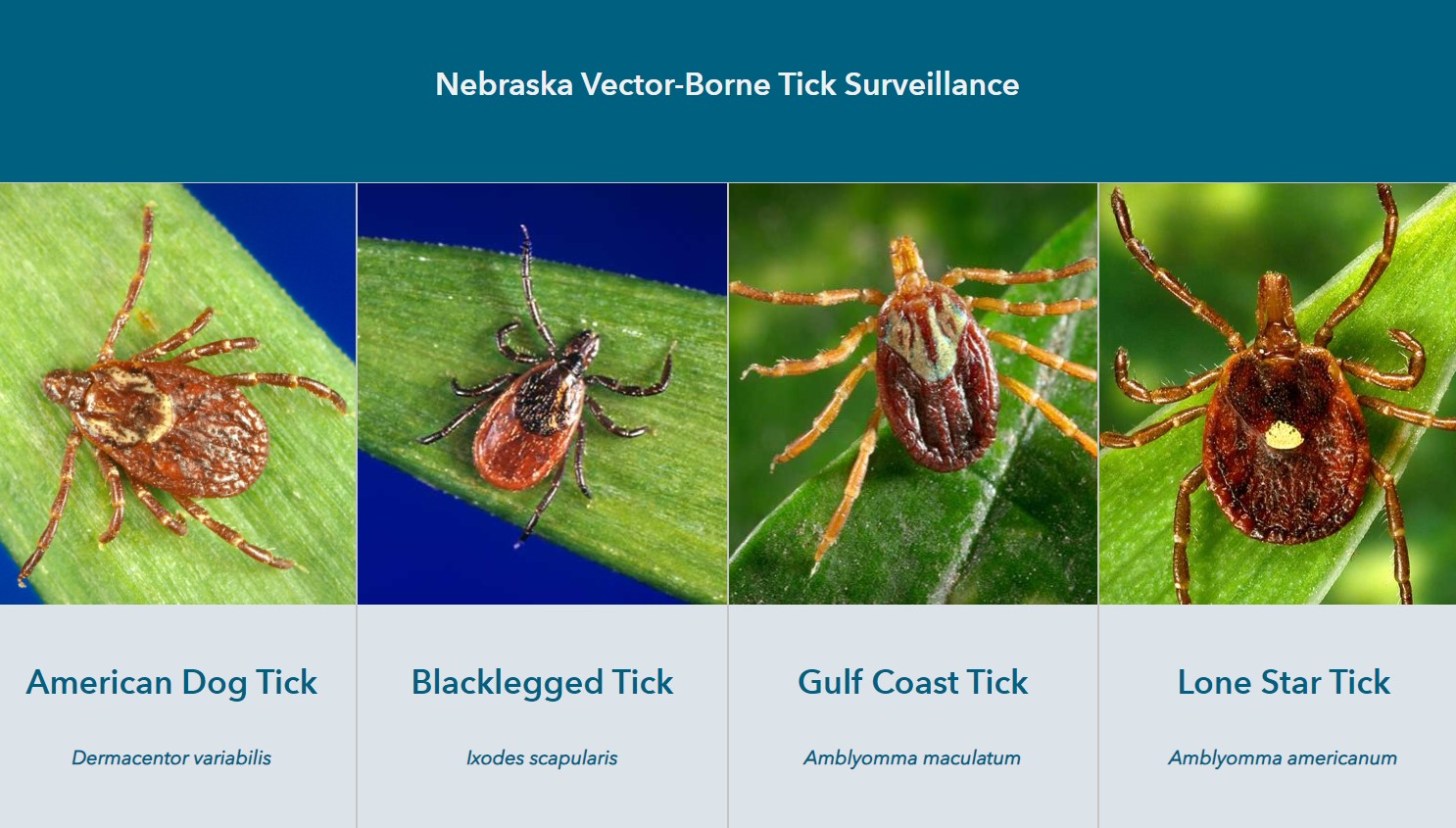 Placeholder text for an image.To be replaced by appropriate text