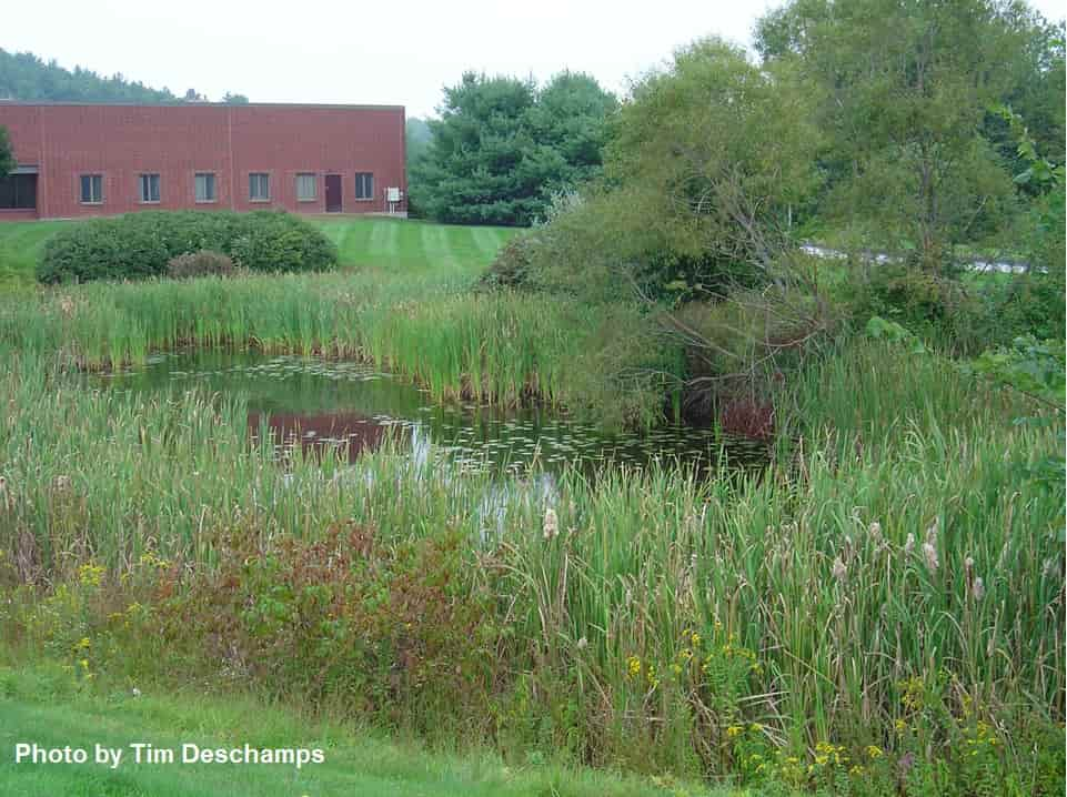 Placeholder text for an image.To be replaced by appropriate text Cattail Swamp – larval habitat for permanent pool species.